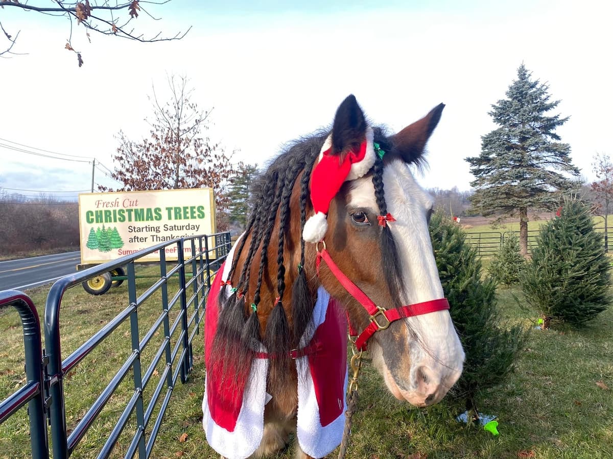 summitview_horse